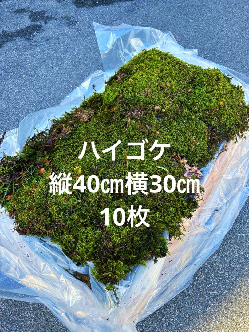 ハイゴケ　40㎝✖︎30㎝　10枚