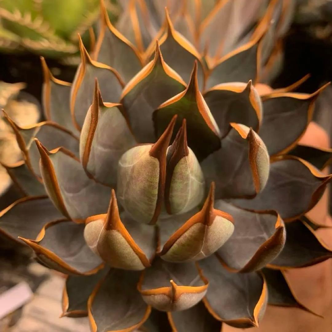 アガベ ハイブリッド　プレイングハンズ US株 親株　中株　マンガベ　良型