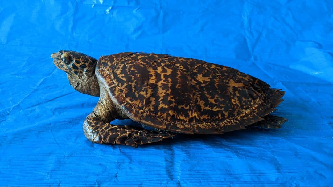 ④うみがめ〚タイマイ〛の剥製　 　壁掛けフックつき