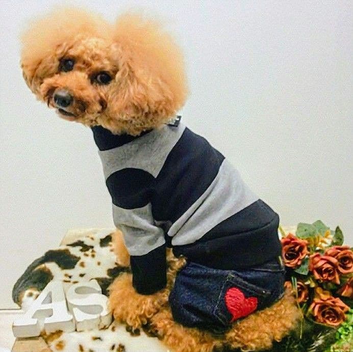 ビッグBDハイネック+パンツ　asknowasdewanアズノゥアズデワン