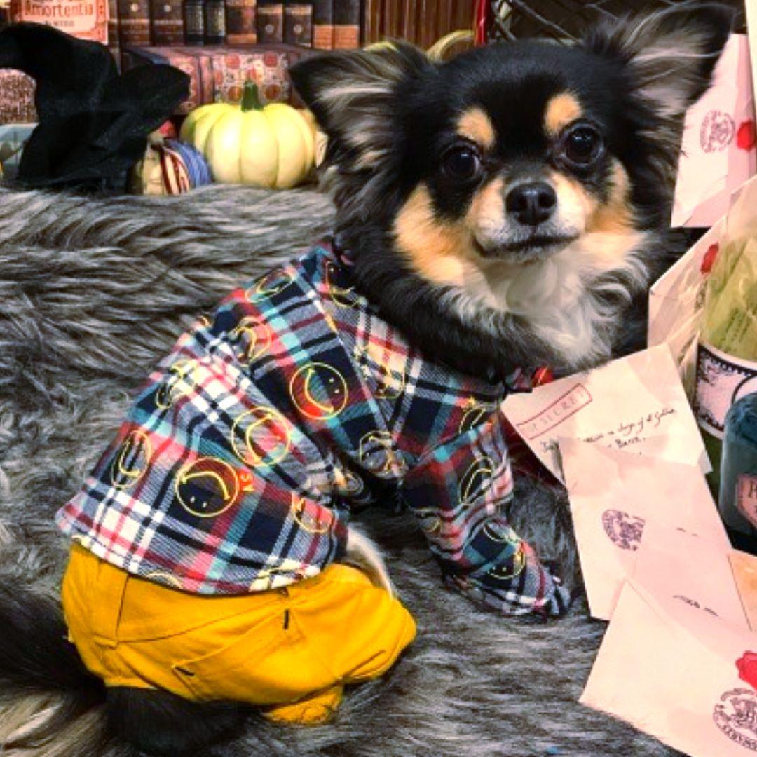 ビッグBDハイネック+パンツ　asknowasdewanアズノゥアズデワン