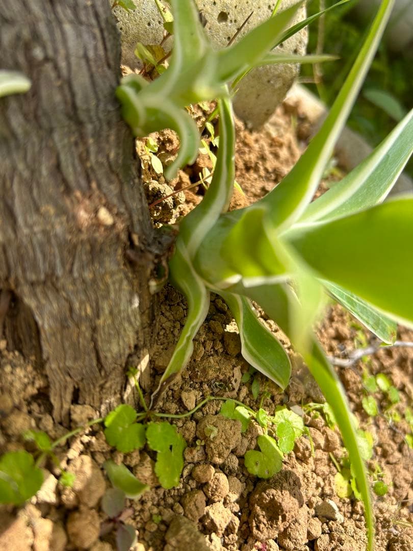 モンステラ ボルシギアナ　黄斑