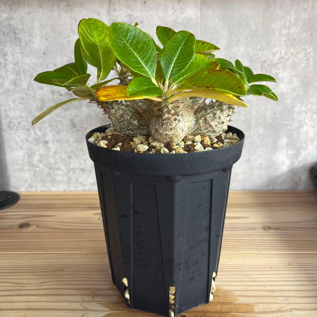 8パキポディウムウィンゾリー 国内実生6年株