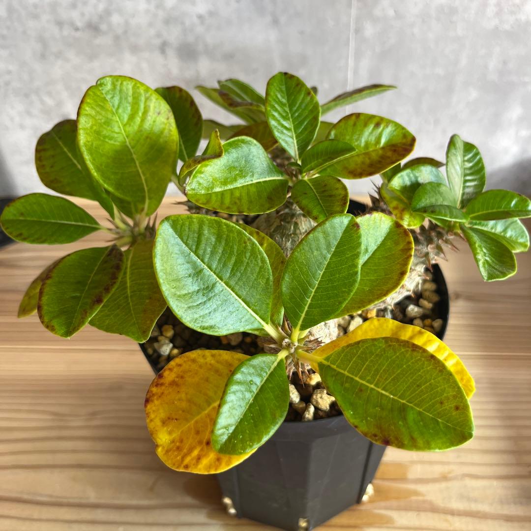 8パキポディウムウィンゾリー 国内実生6年株