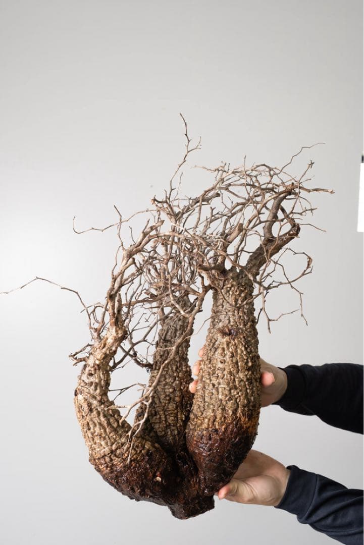 BP90 オペルクリカリア パキプス コーデックス ベアルート株