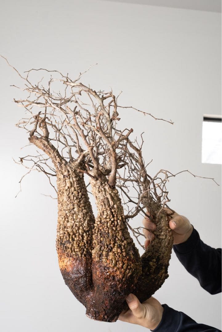 BP90 オペルクリカリア パキプス コーデックス ベアルート株