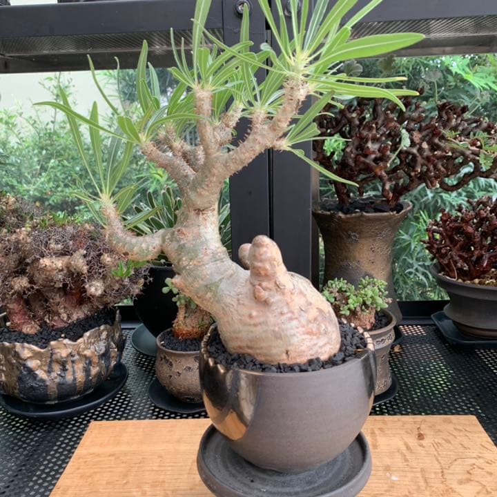 【コレクション株】 最高形 モンスター パキポディウム グラキリス 現地株