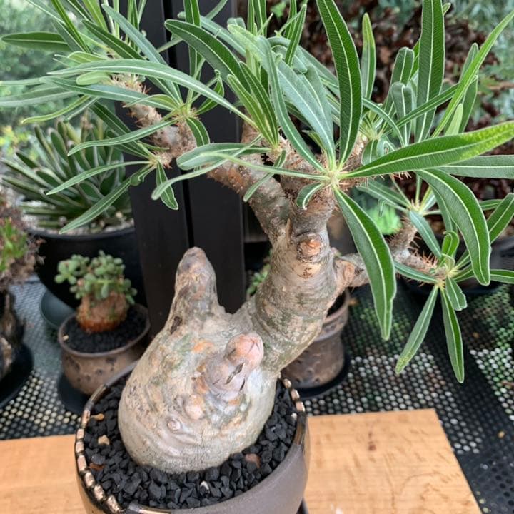 【コレクション株】 最高形 モンスター パキポディウム グラキリス 現地株