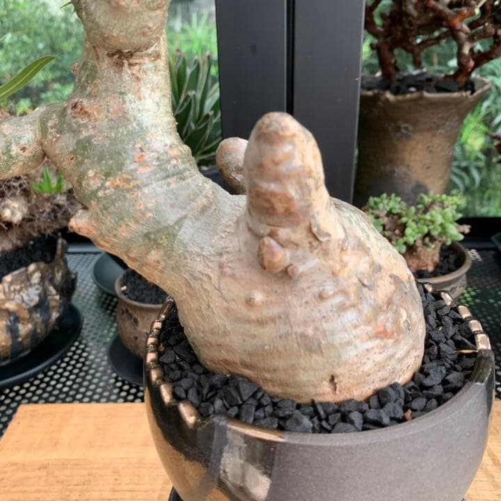 【コレクション株】 最高形 モンスター パキポディウム グラキリス 現地株