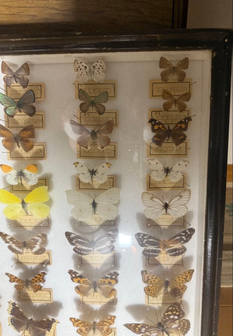 蝶の標本 2ケースセットまとめ売り