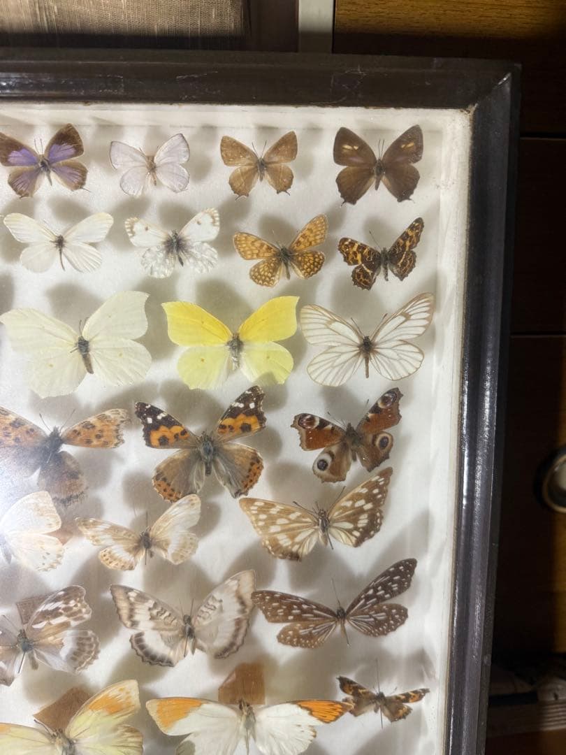 蝶の標本 2ケースセットまとめ売り