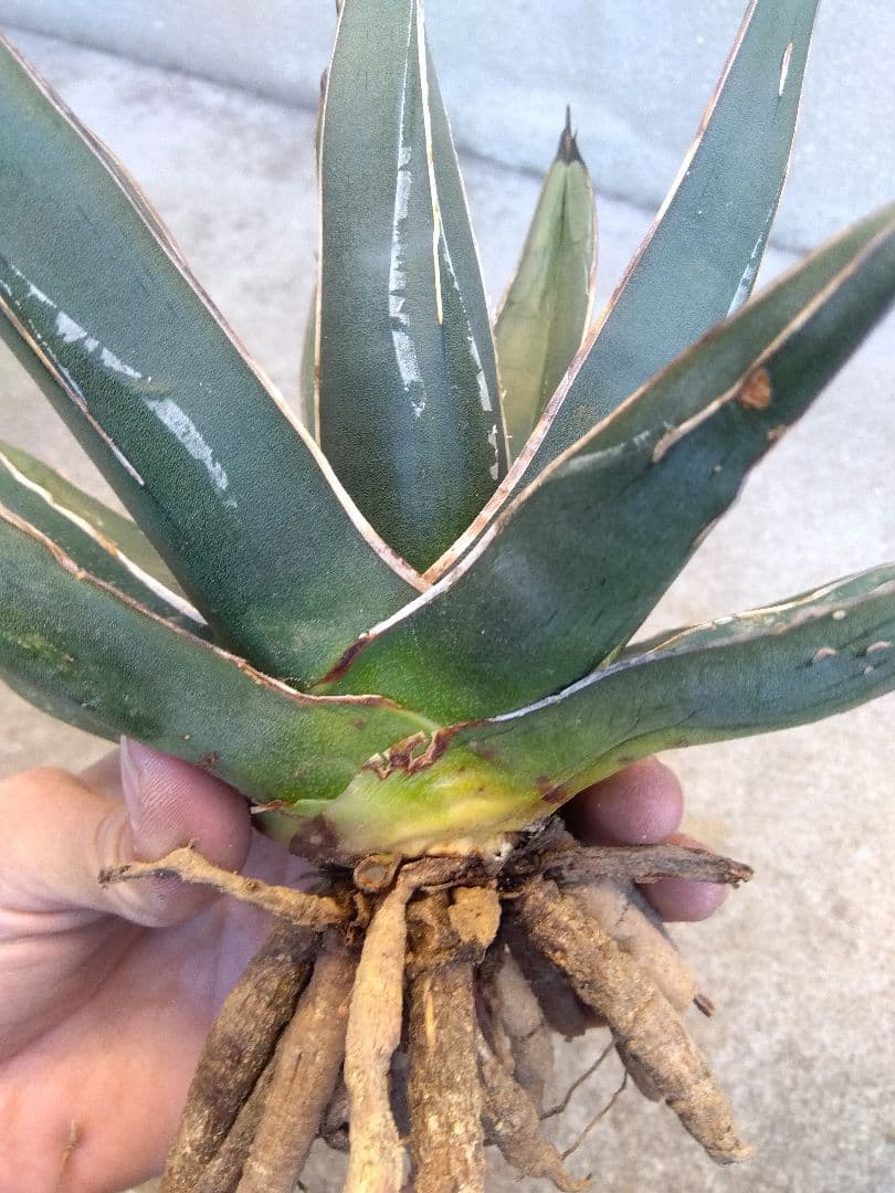 アガベ　笹吹雪　ニッケルシー　20センチ❗子株つき❗