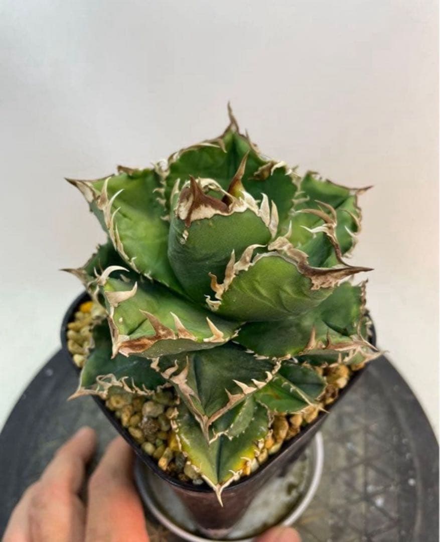 アガベ　チタノタ　皇冠　子株3株付き　ブツブツ良血統　台湾育種家由来　コンパクト