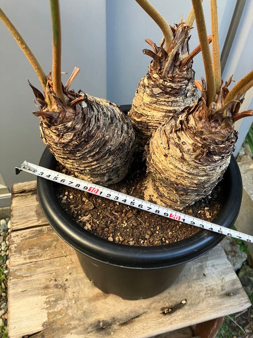【オマケ付き】ザミア　フルフラセア　3頭株　鉢ごと発送　メキシコソテツ