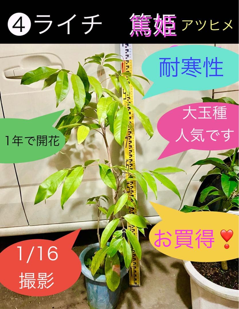 ❹ライチ 耐寒性篤姫　アツヒメ