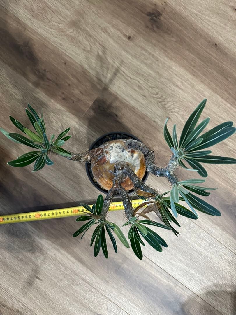 パキポディウム　グラキリス　（※只今休眠落葉中）