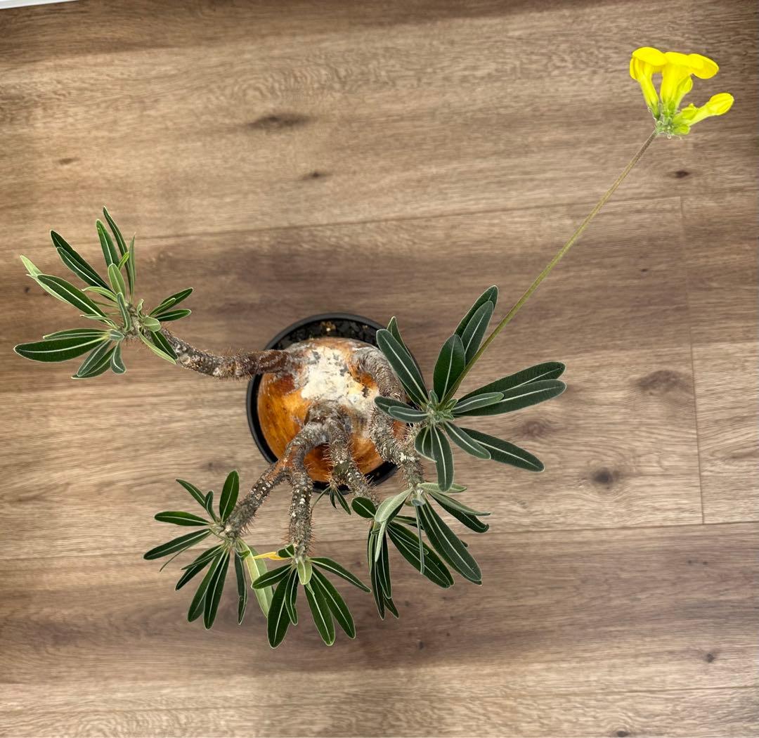 パキポディウム　グラキリス　（※只今休眠落葉中）