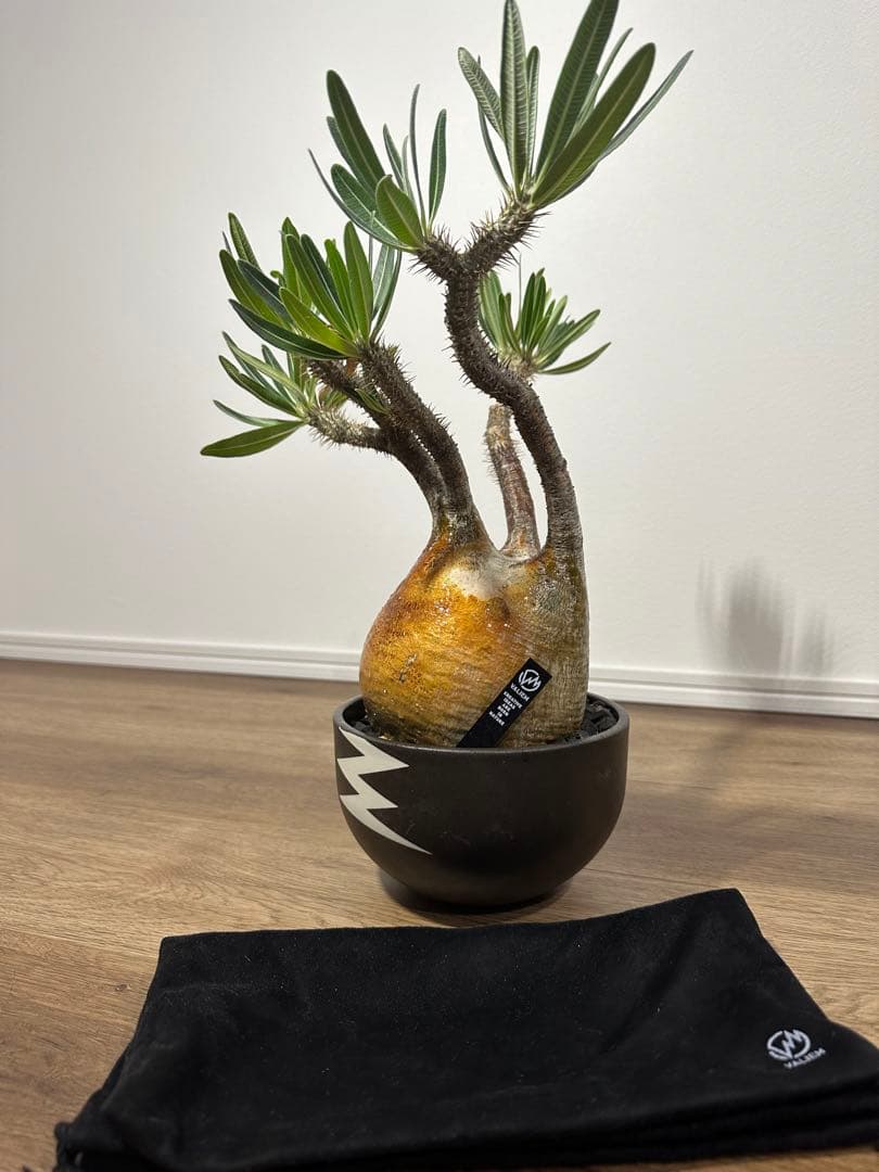 パキポディウム　グラキリス　（※只今休眠落葉中）