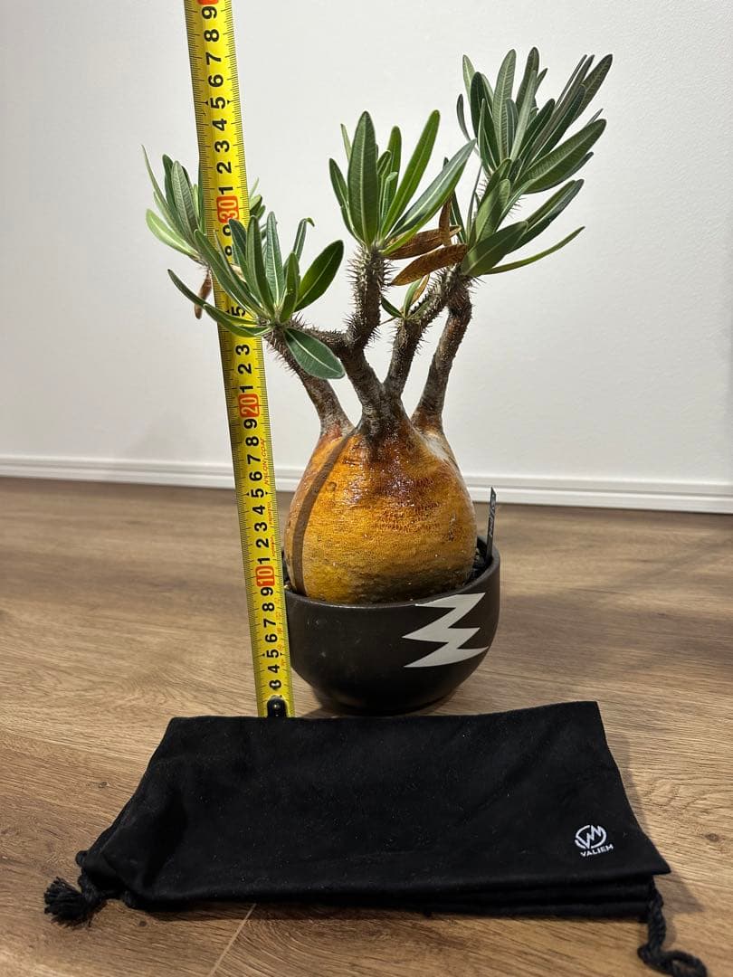 パキポディウム　グラキリス　（※只今休眠落葉中）