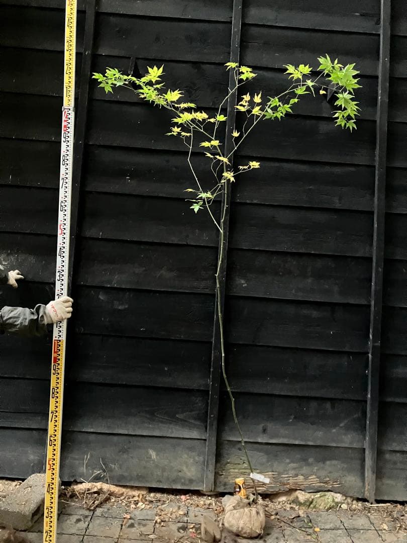 4 山採り　ヤマモミジ