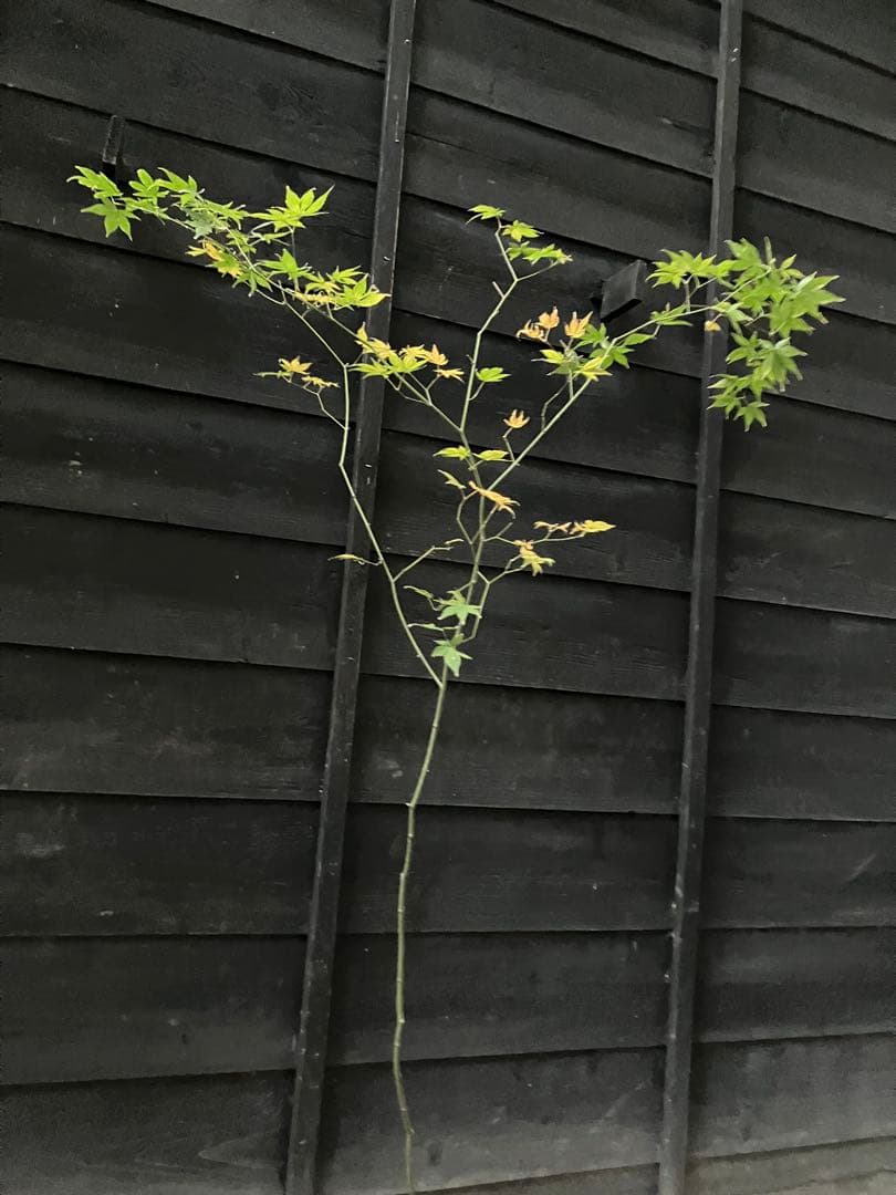 4 山採り　ヤマモミジ