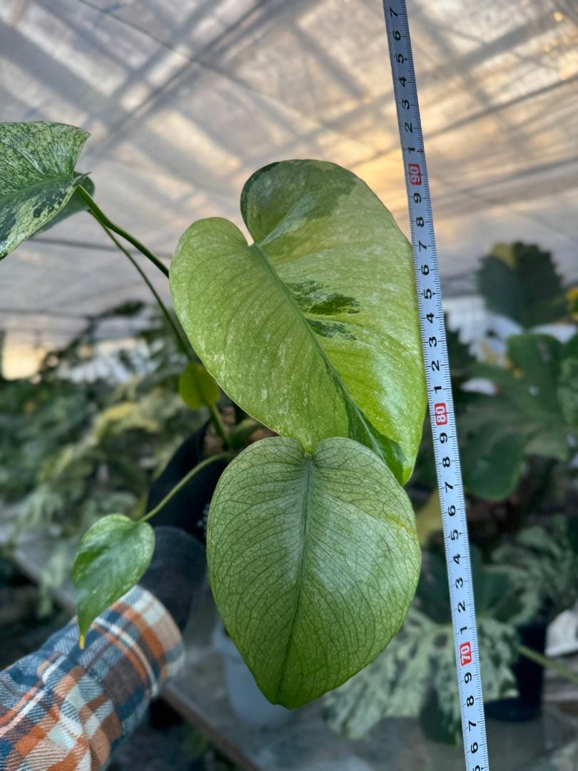 R1 モンステラ　デリシオーサ　トリカラー　美斑入り