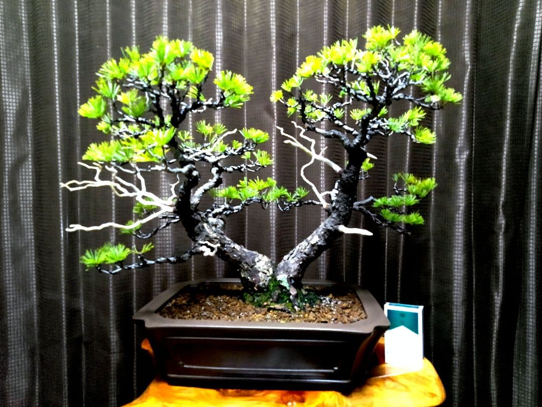 【中品　五葉松盆栽】　　　　⭕樹齢 55年 葉性抜群❗