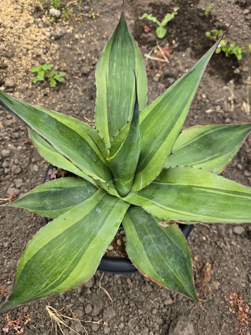 アガベ　オバティフォリア　キラー　縞斑