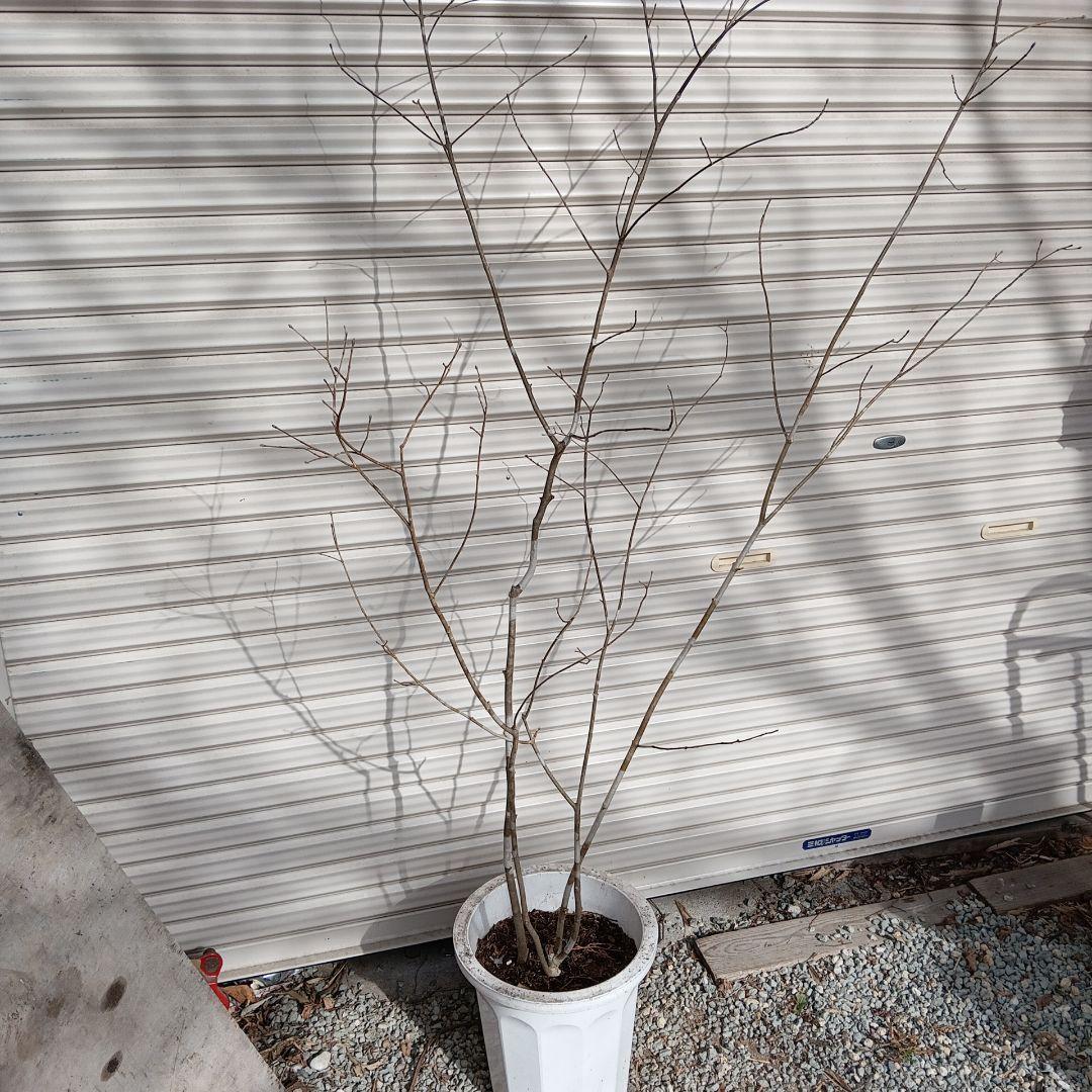 アオダモ　株立　山採り