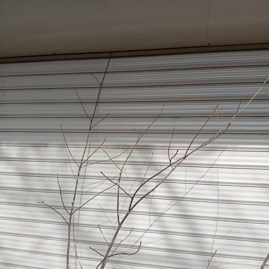 アオダモ　株立　山採り