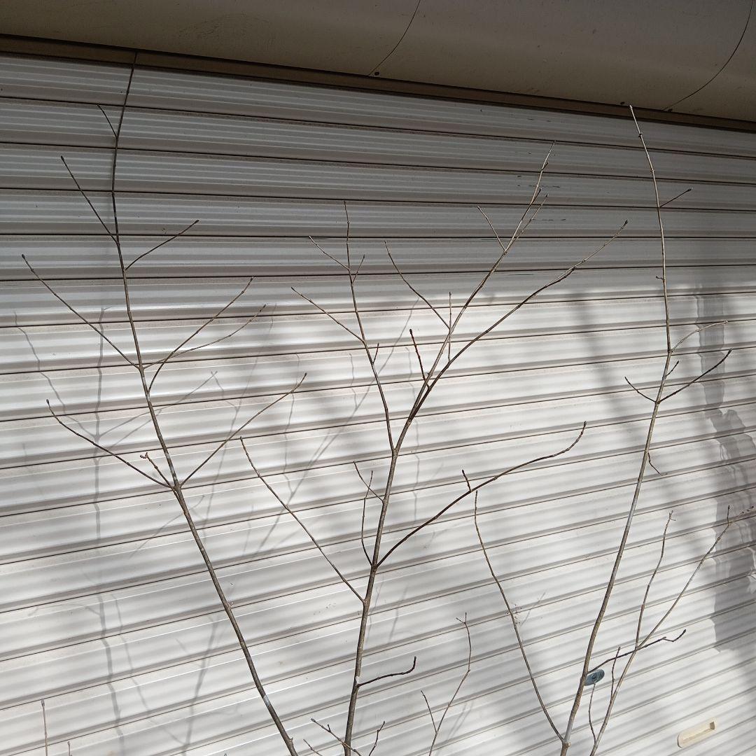 アオダモ　株立　山採り