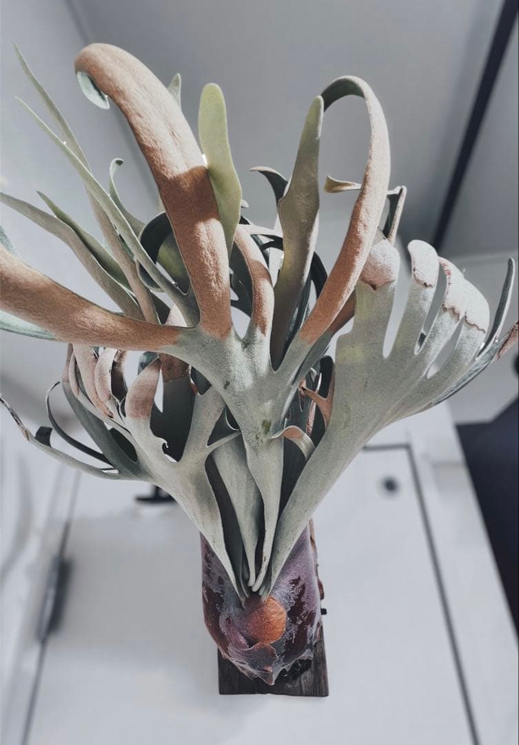 【親株】P. white mr. oat peevia（OC）