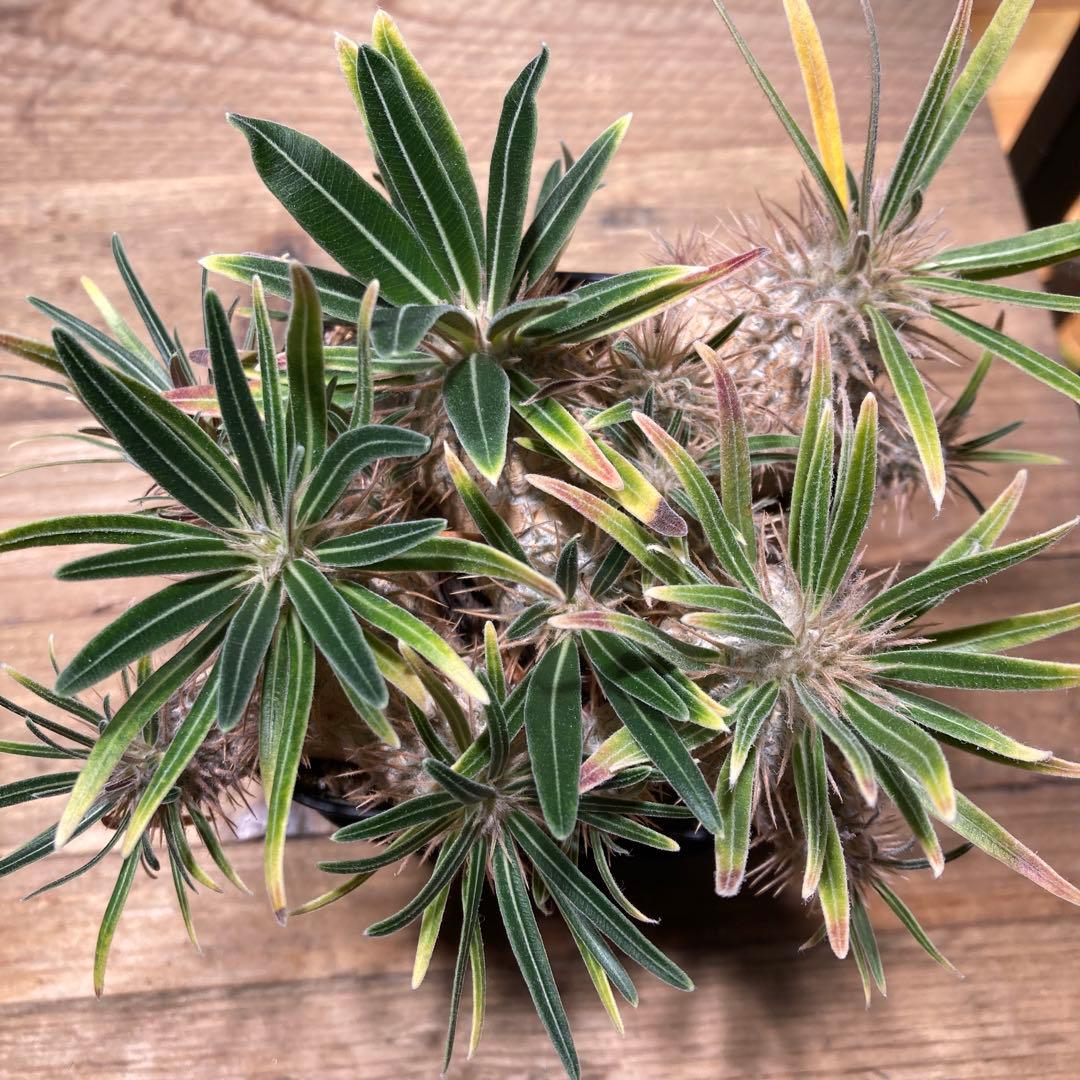 グラキリス　実生　5株セット　塊根植物