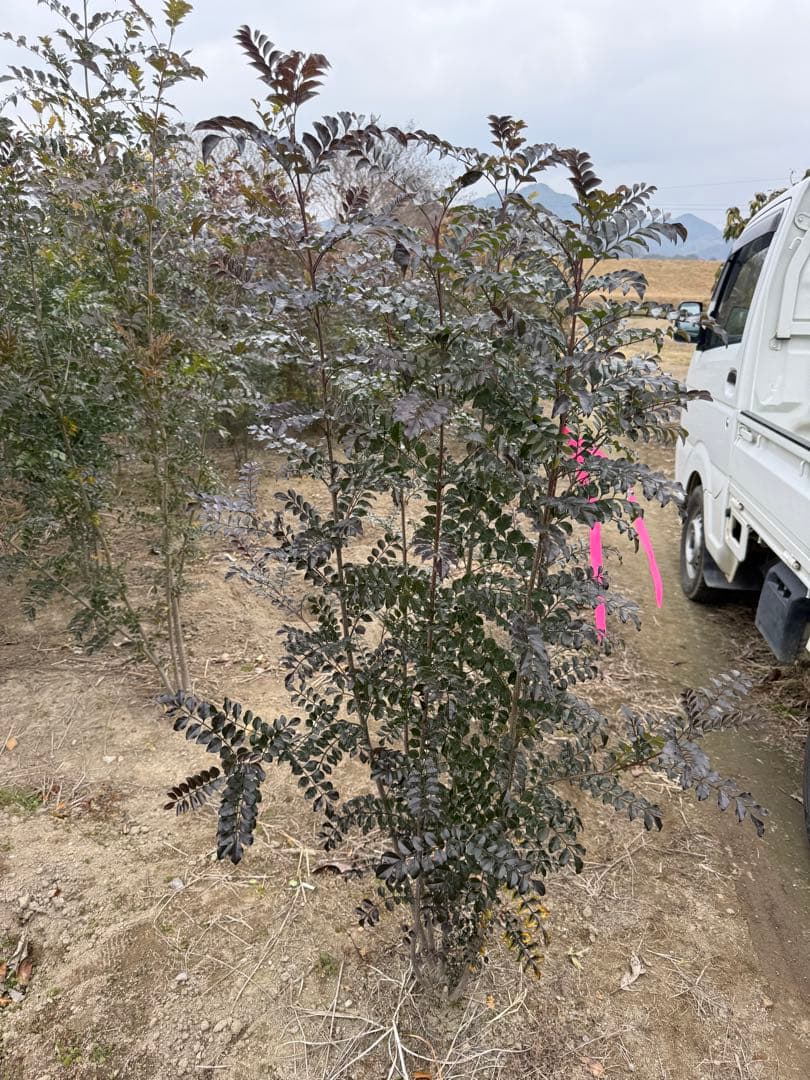 シマトネリコ　本株　①