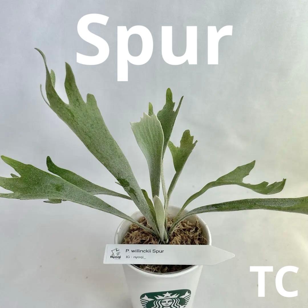 【メルカリ便】P. Willinckii Spur(TC) 【37】