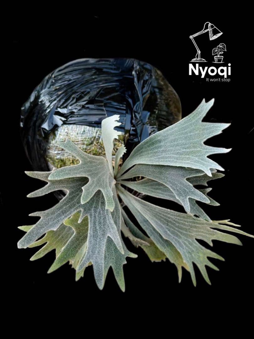 【メルカリ便】P. Willinckii Spur(TC) 【37】