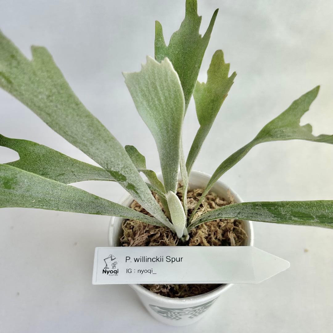 【メルカリ便】P. Willinckii Spur(TC) 【37】