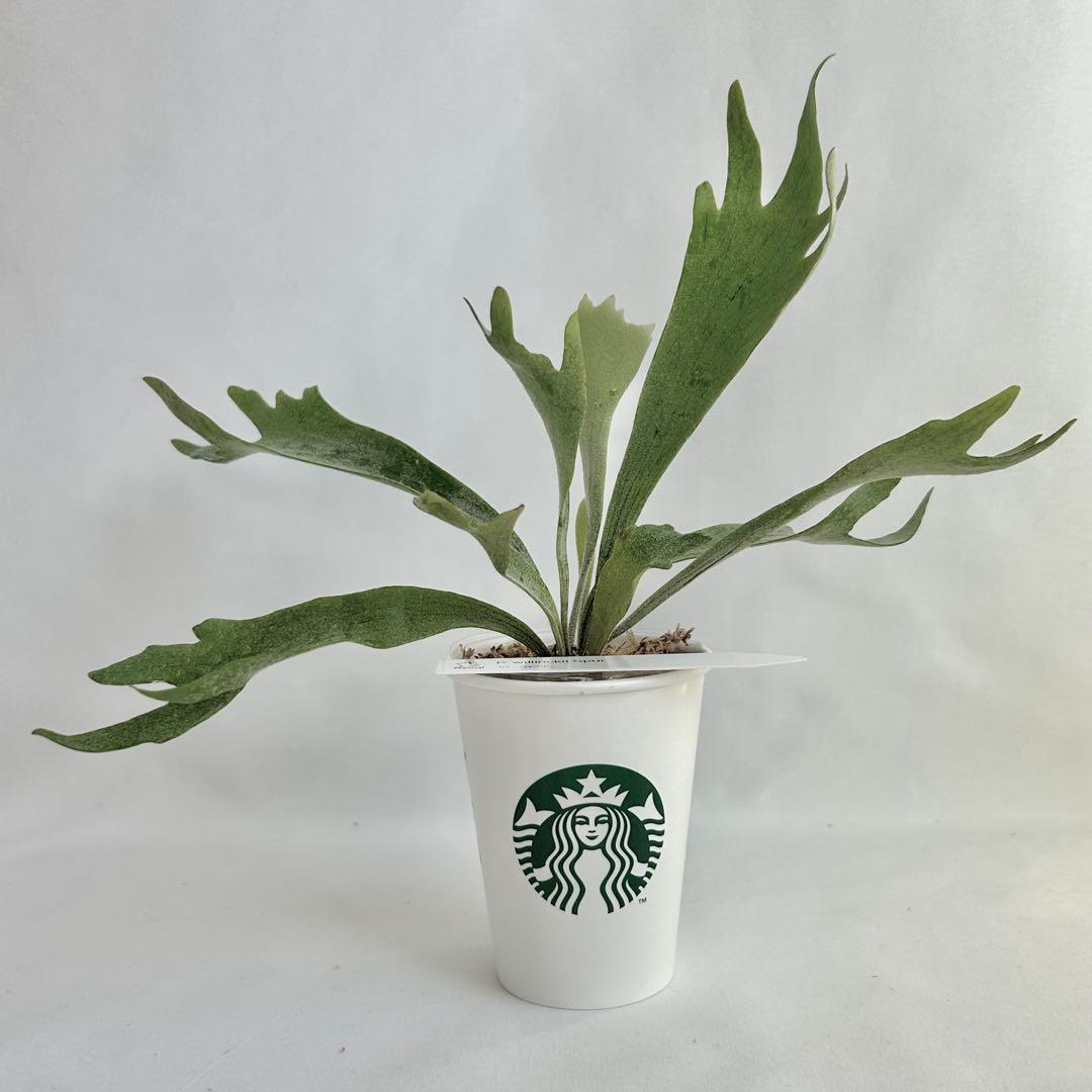 【メルカリ便】P. Willinckii Spur(TC) 【37】