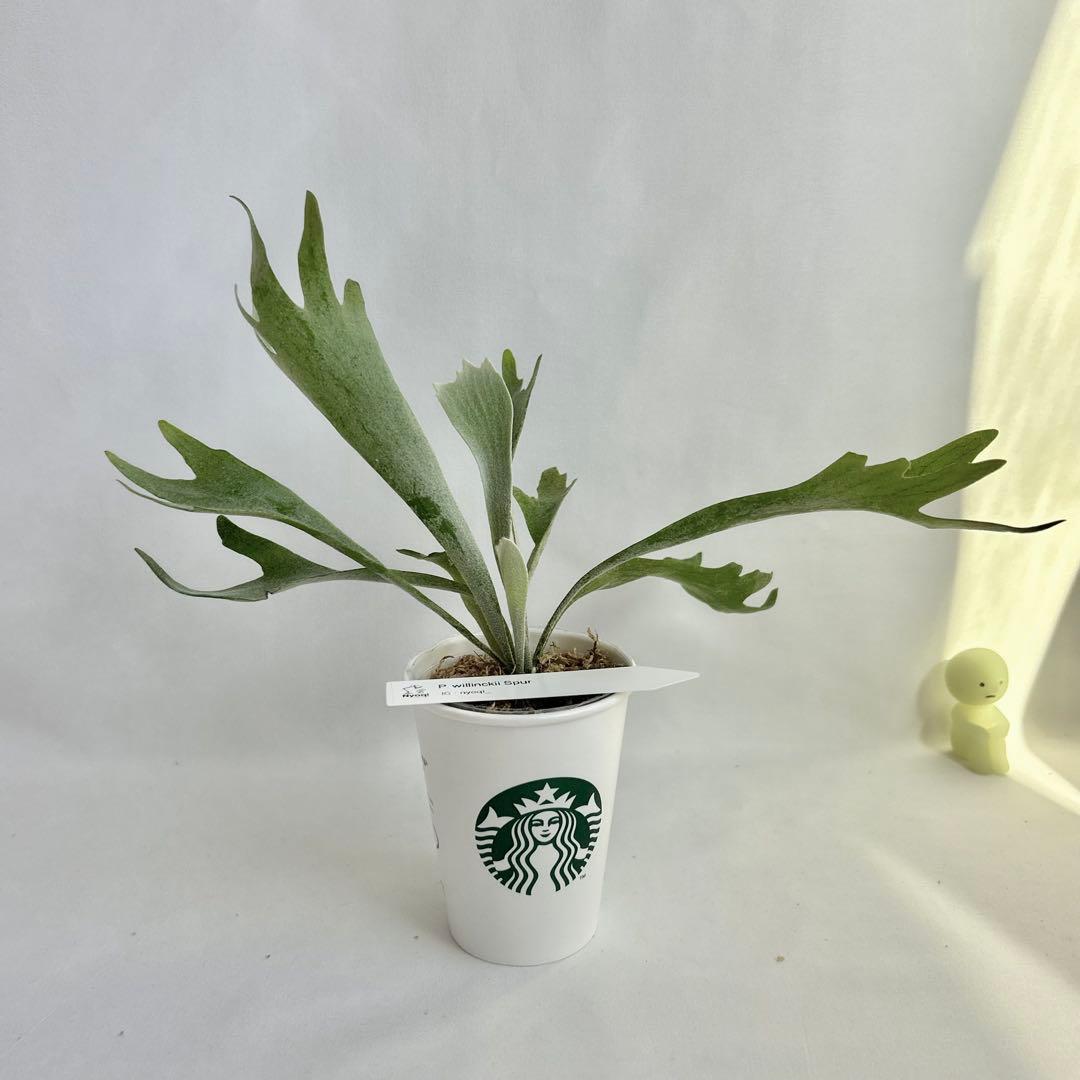 【メルカリ便】P. Willinckii Spur(TC) 【37】