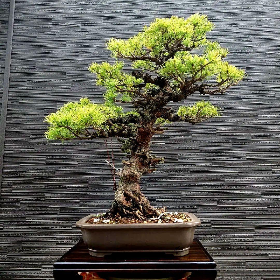 吾妻五葉松　短葉　大品