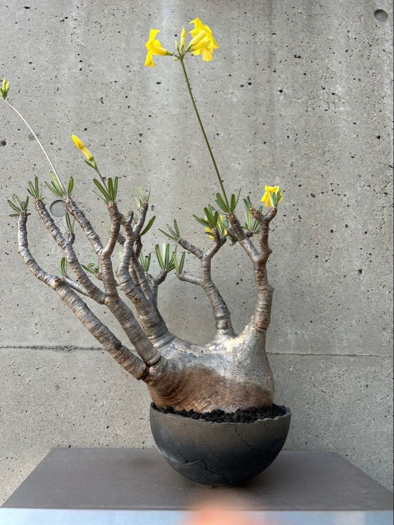 パキポディウム　グラキリス　現地株　大株　発根済