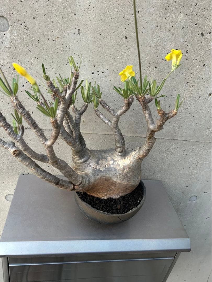 パキポディウム　グラキリス　現地株　大株　発根済