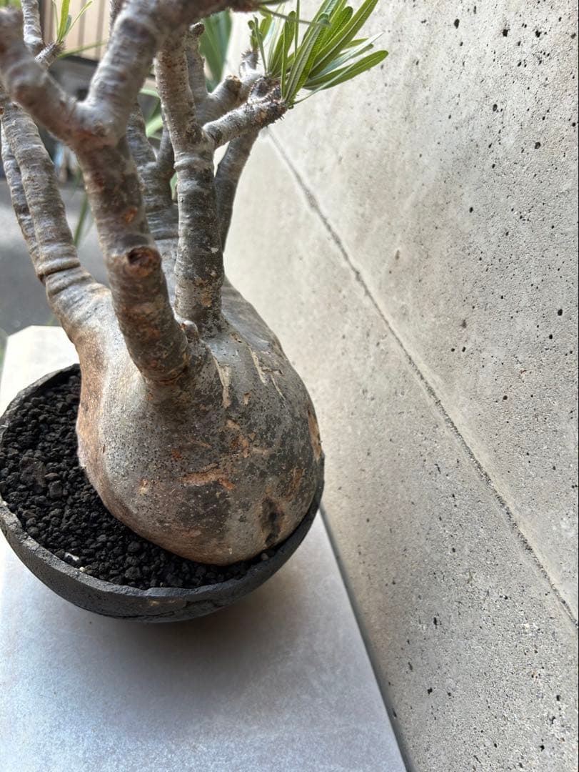 パキポディウム　グラキリス　現地株　大株　発根済