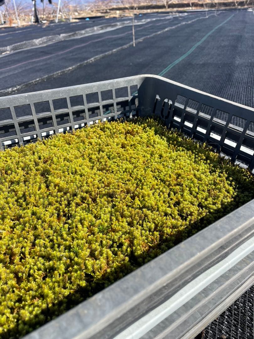 農家直送　スナゴケ、ハイゴケ2種混合シート　　（3㎡分）