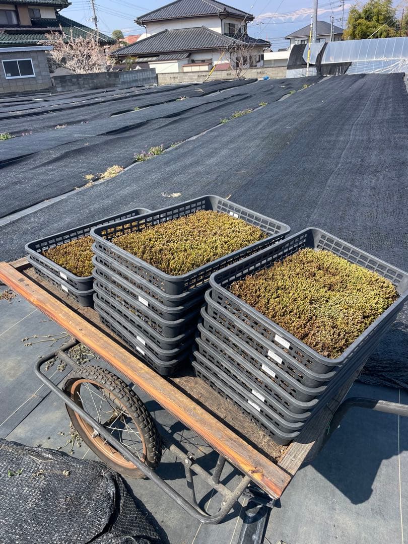 農家直送　スナゴケ、ハイゴケ2種混合シート　　（3㎡分）