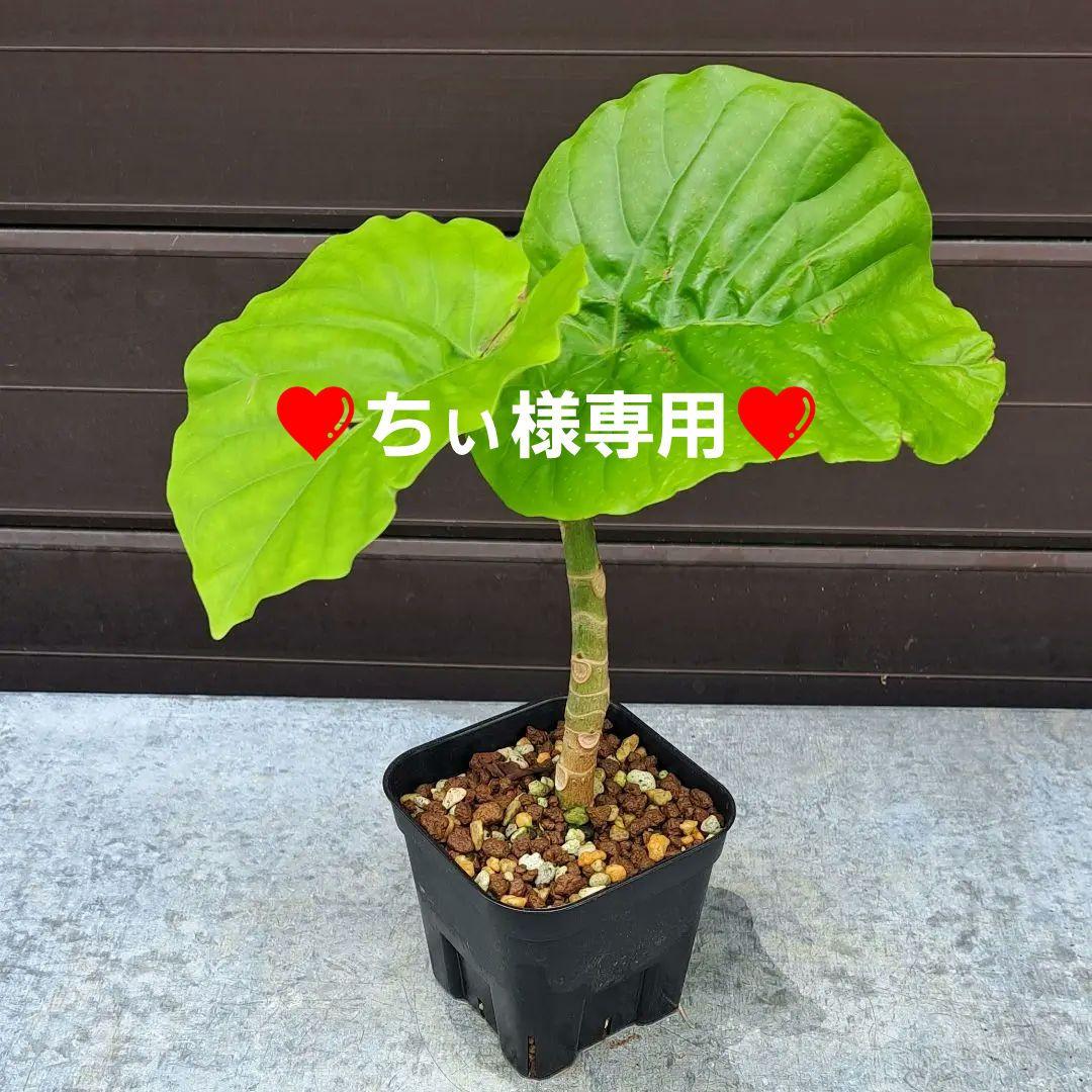 ちぃ‼️流通皆無‼️✩.*˚ウンベラータ 斑入りトップ✩.*˚3