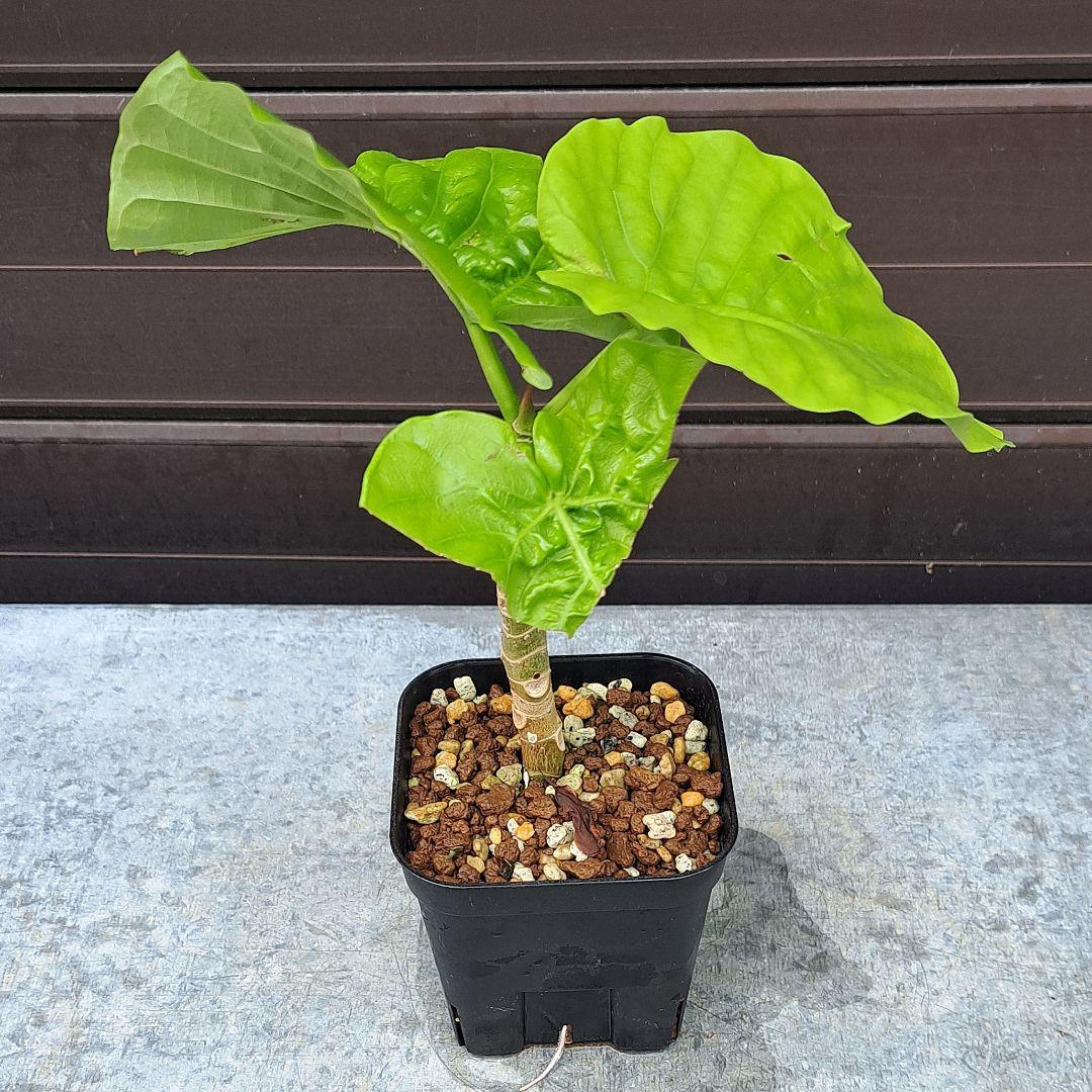 ちぃ‼️流通皆無‼️✩.*˚ウンベラータ 斑入りトップ✩.*˚3