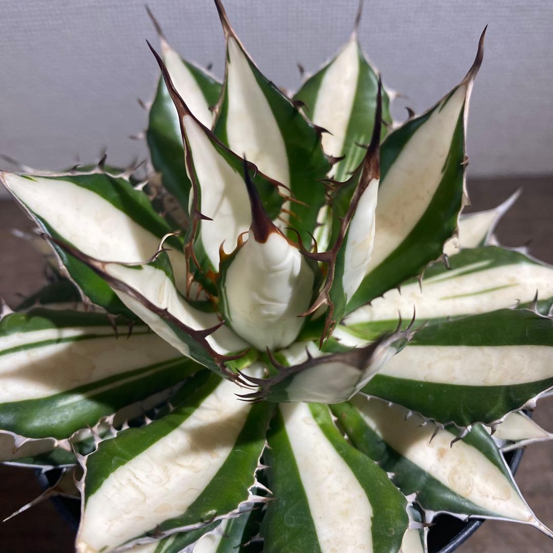 アガベ　ホリダ　白中斑　極上限定