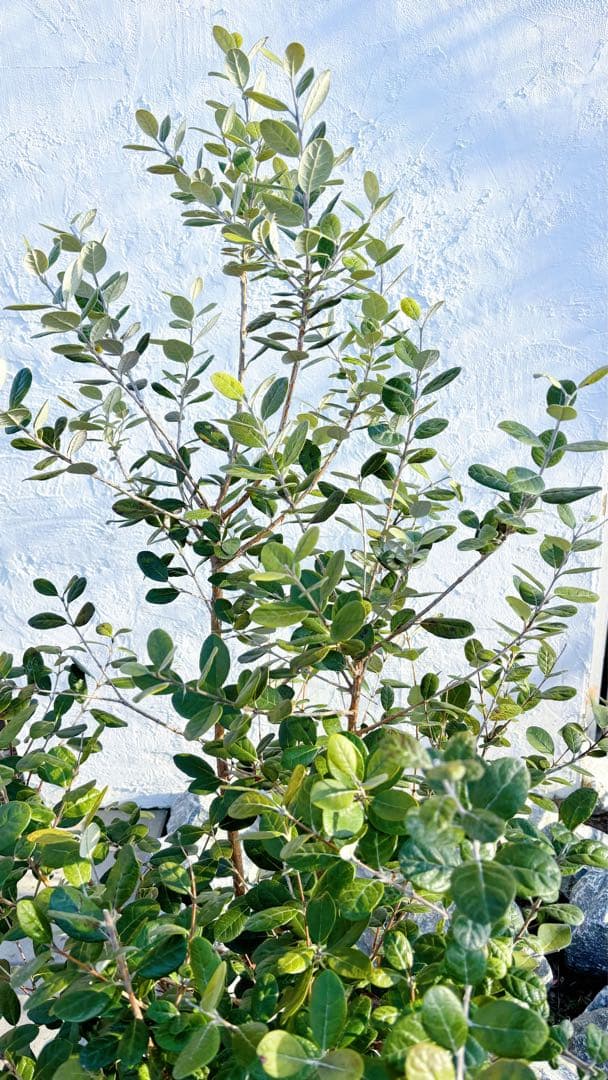 超逸品。フェイジョア株立ち1.5M(鉢底から)品番B