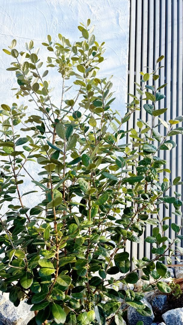 超逸品。フェイジョア株立ち1.5M(鉢底から)品番B